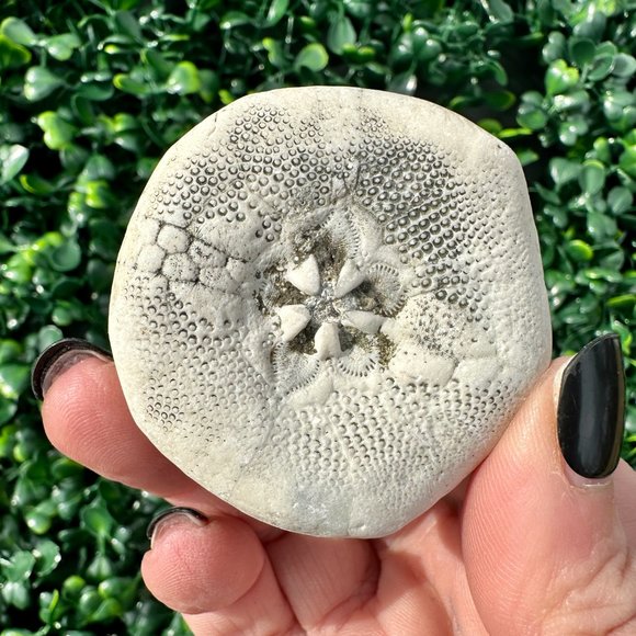 Sea Biscuit Fossils - 3 Pack, Various Sizes - Picture 3 of 4